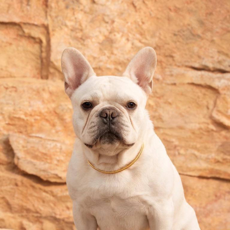 Pharaoh — AI pet portrait template