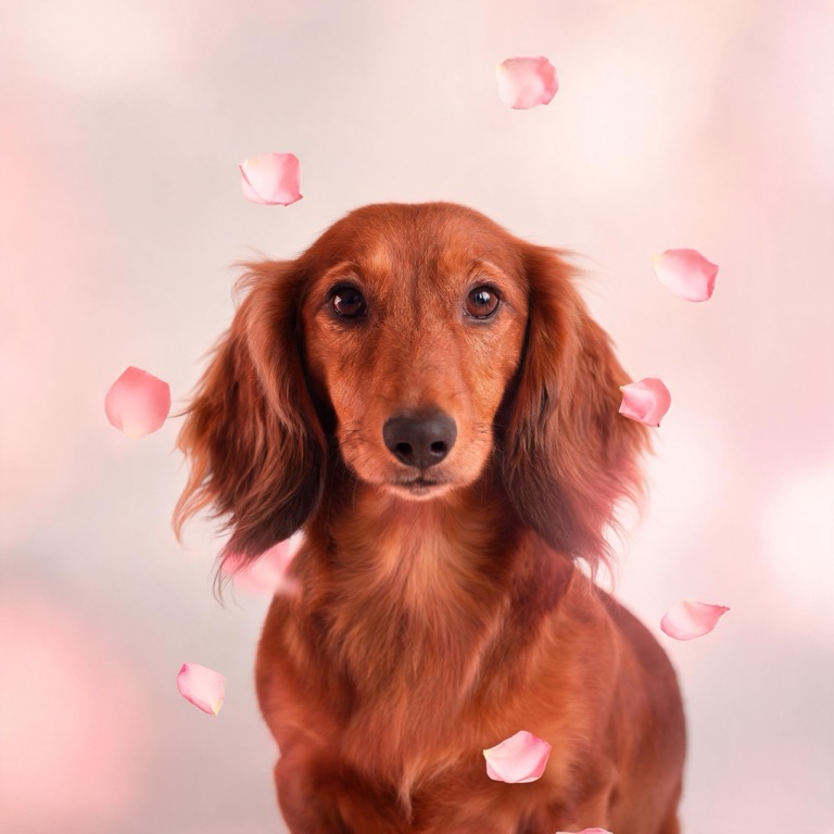 Valentine — AI pet portrait template
